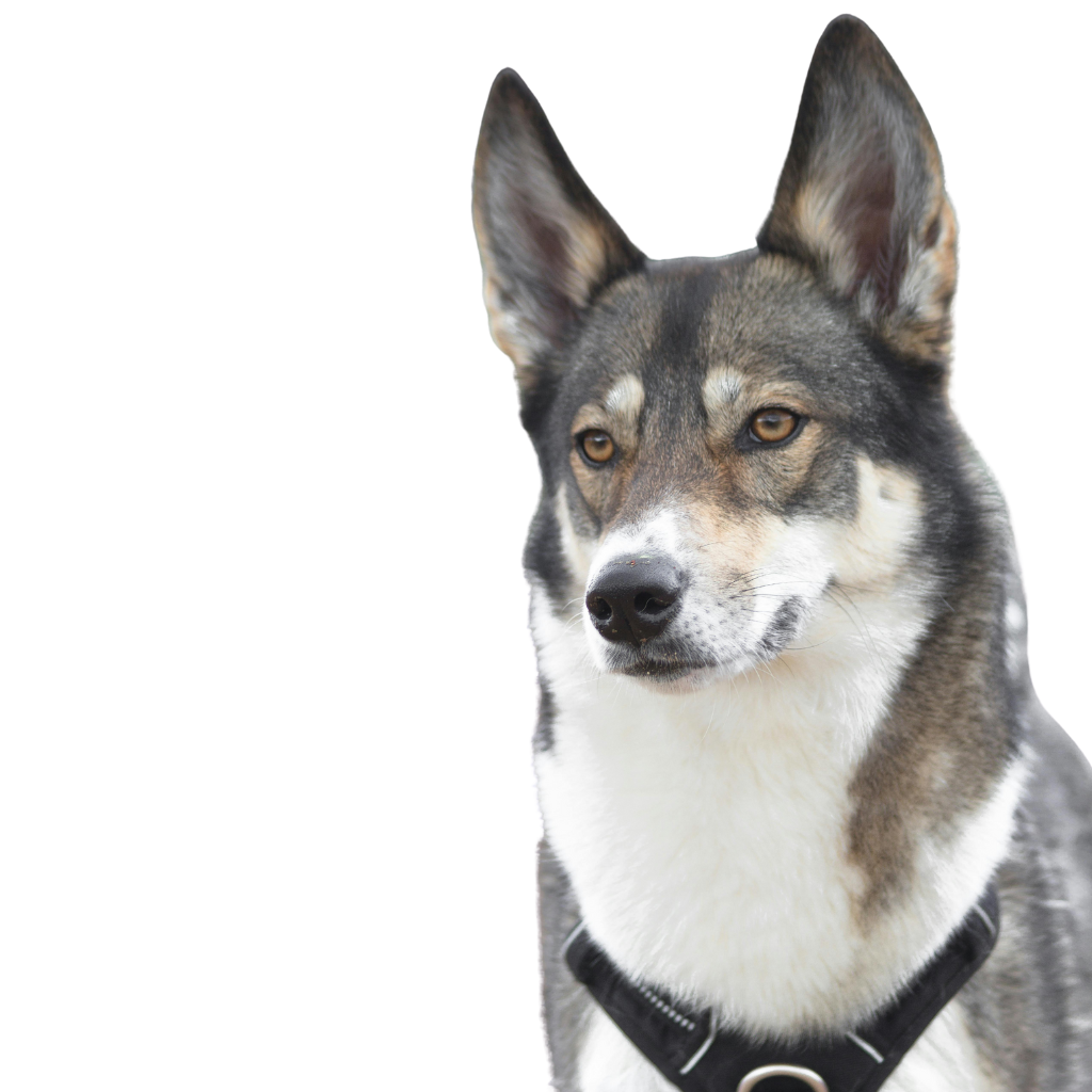 WEST SIBERIAN LAIKA (Eastern Siberian Laika)