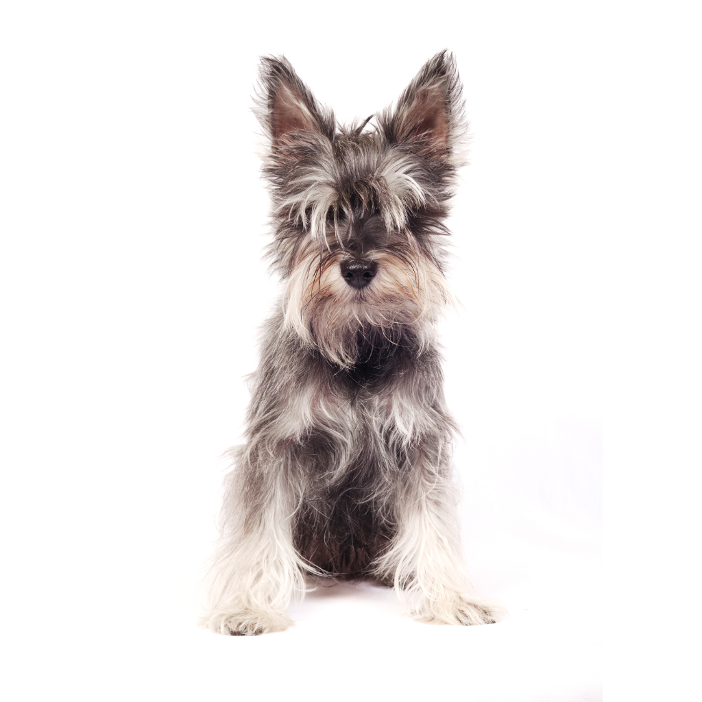Zwergschnauzer (Schnauzer miniatura)