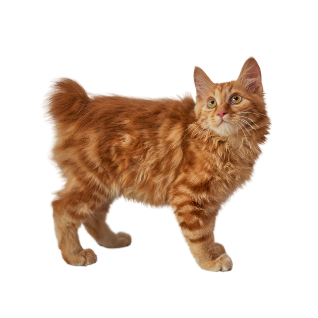 Bobtail americano
