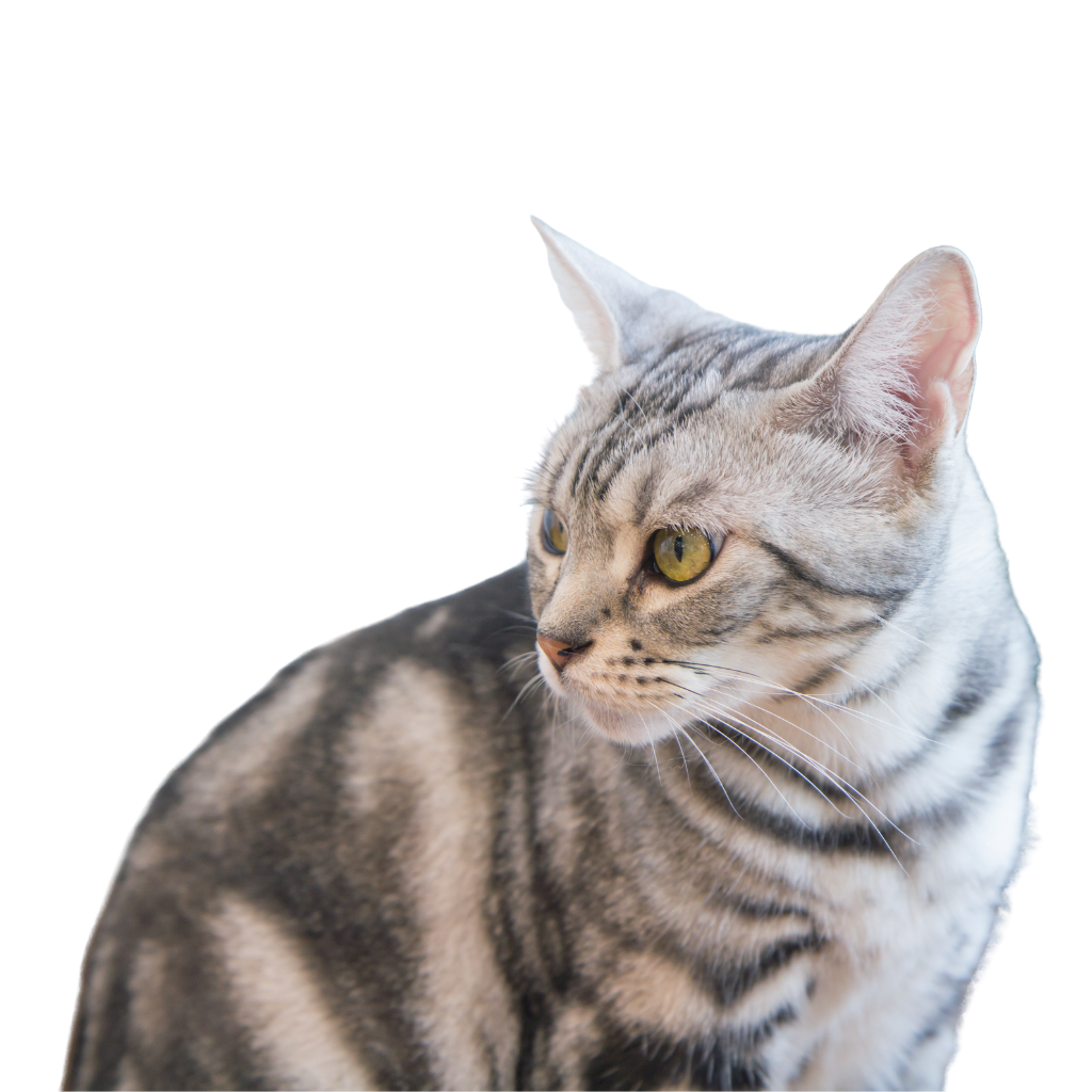 American Shorthair 