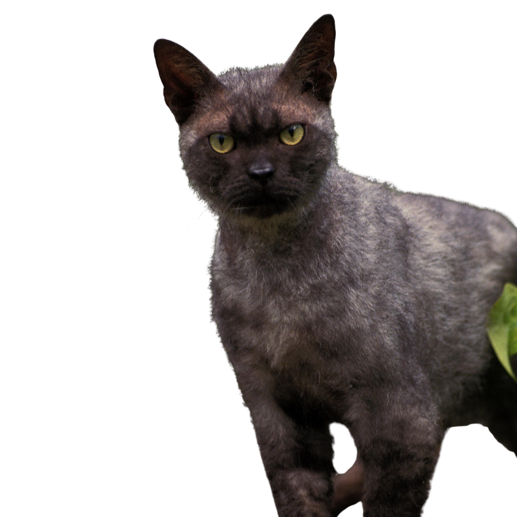 American Wirehair