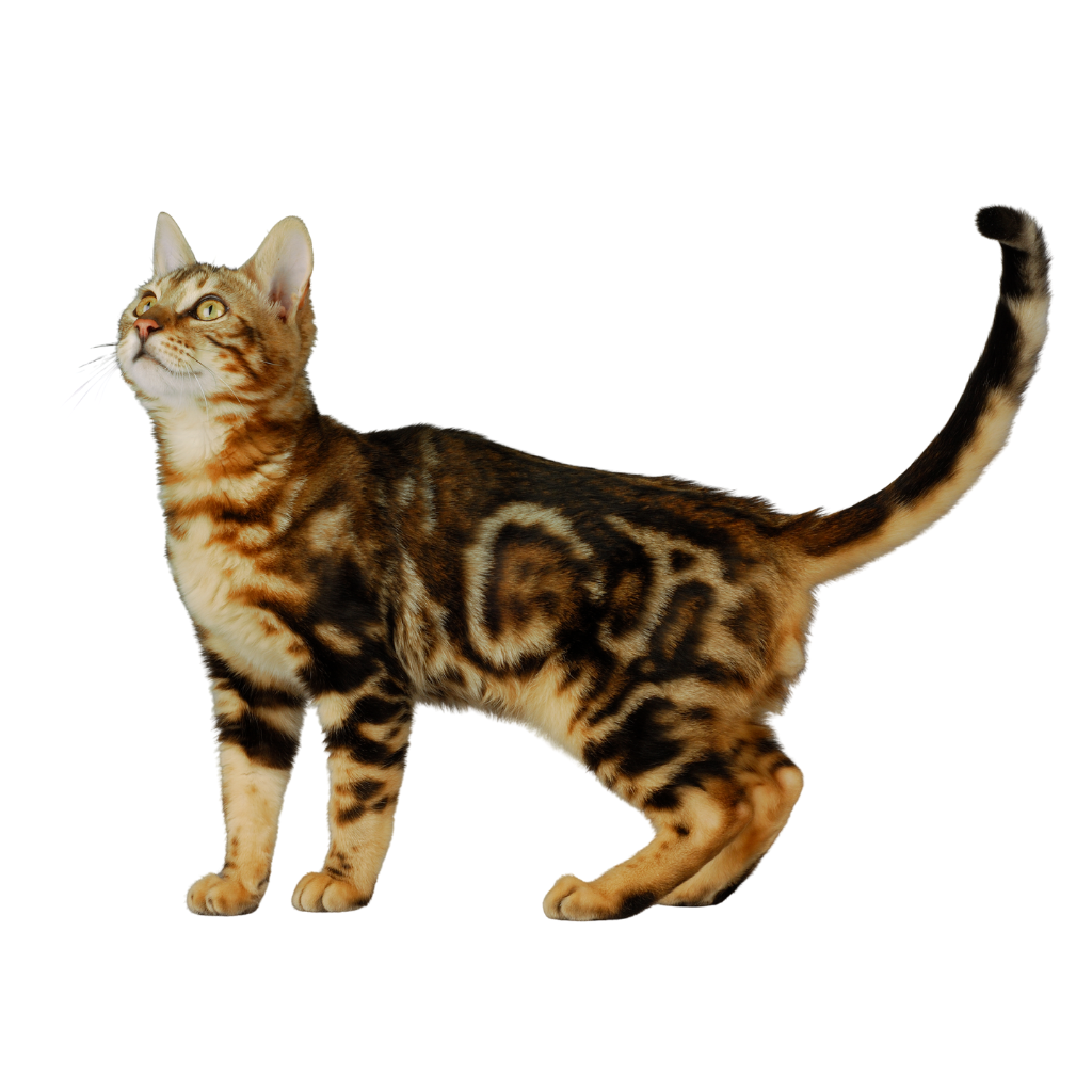 Bengal