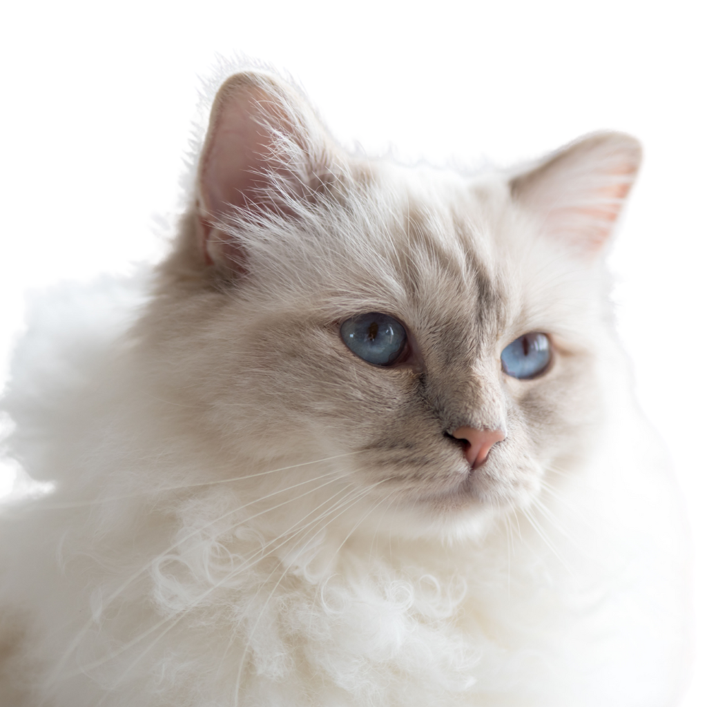 Birman (ou sacré de Birmanie) 