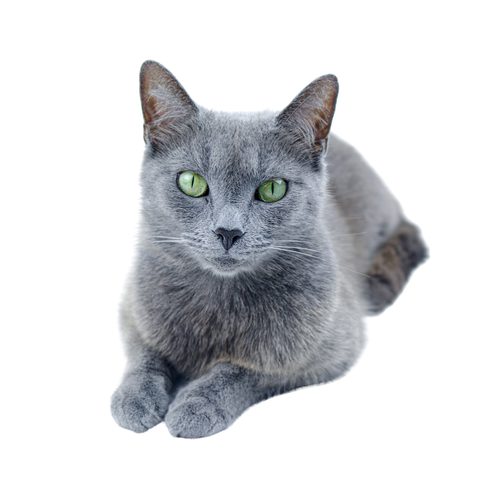 Bleu russe