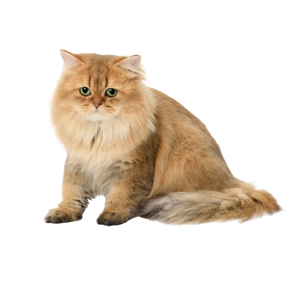 British longhair