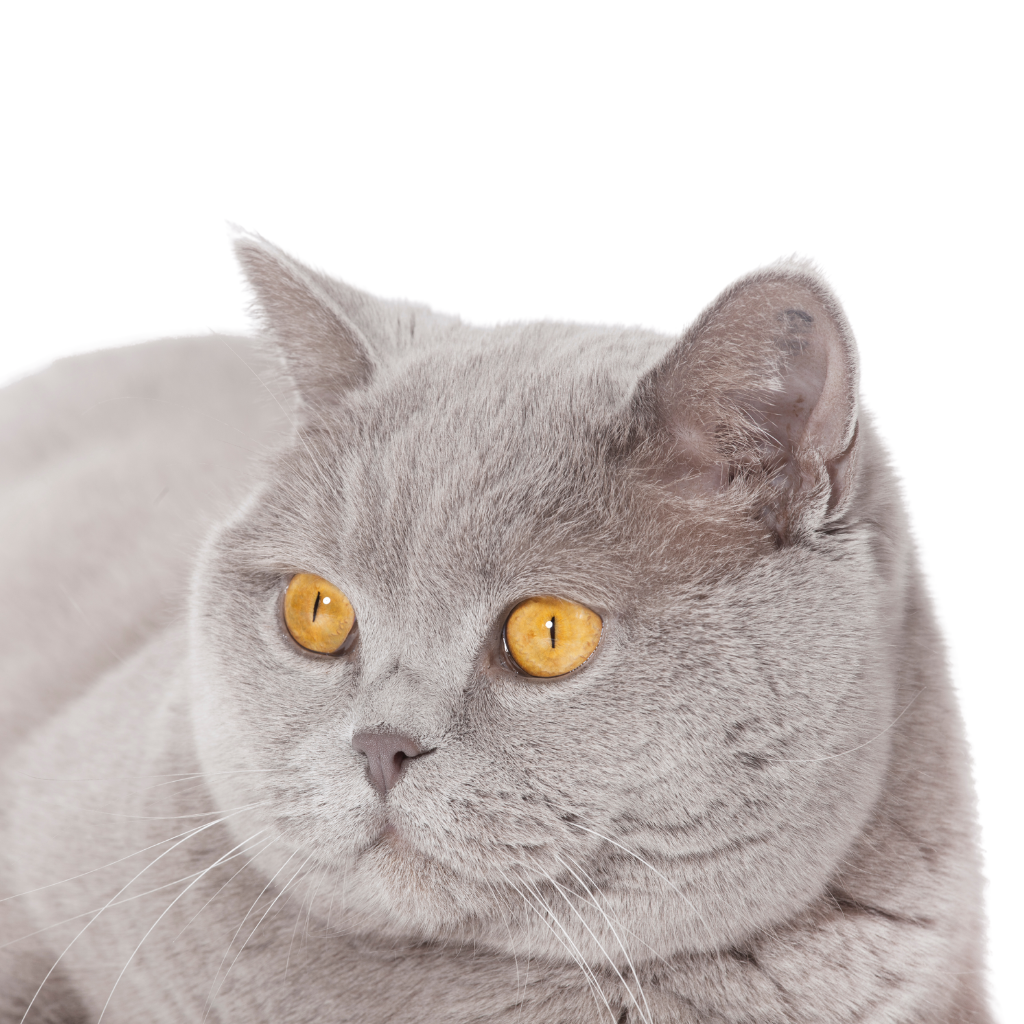 British shorthair