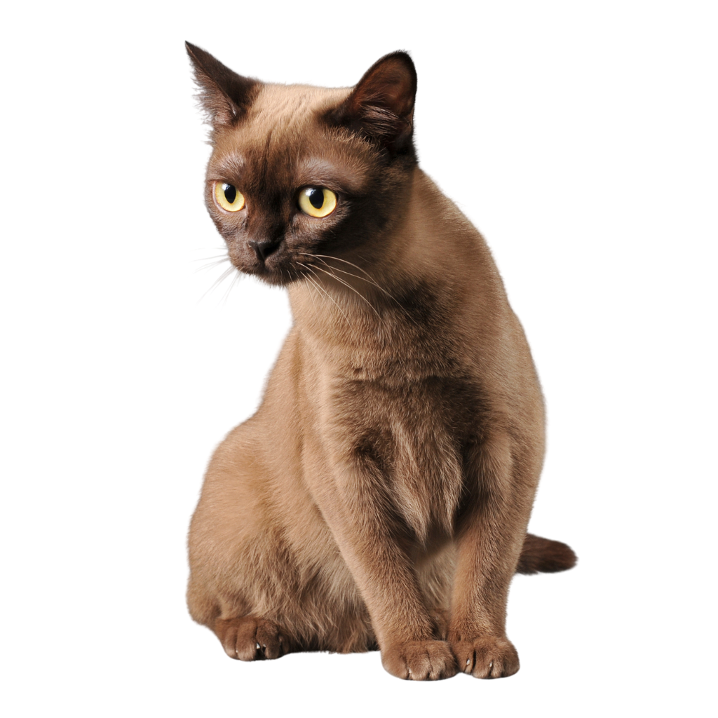 Burmese