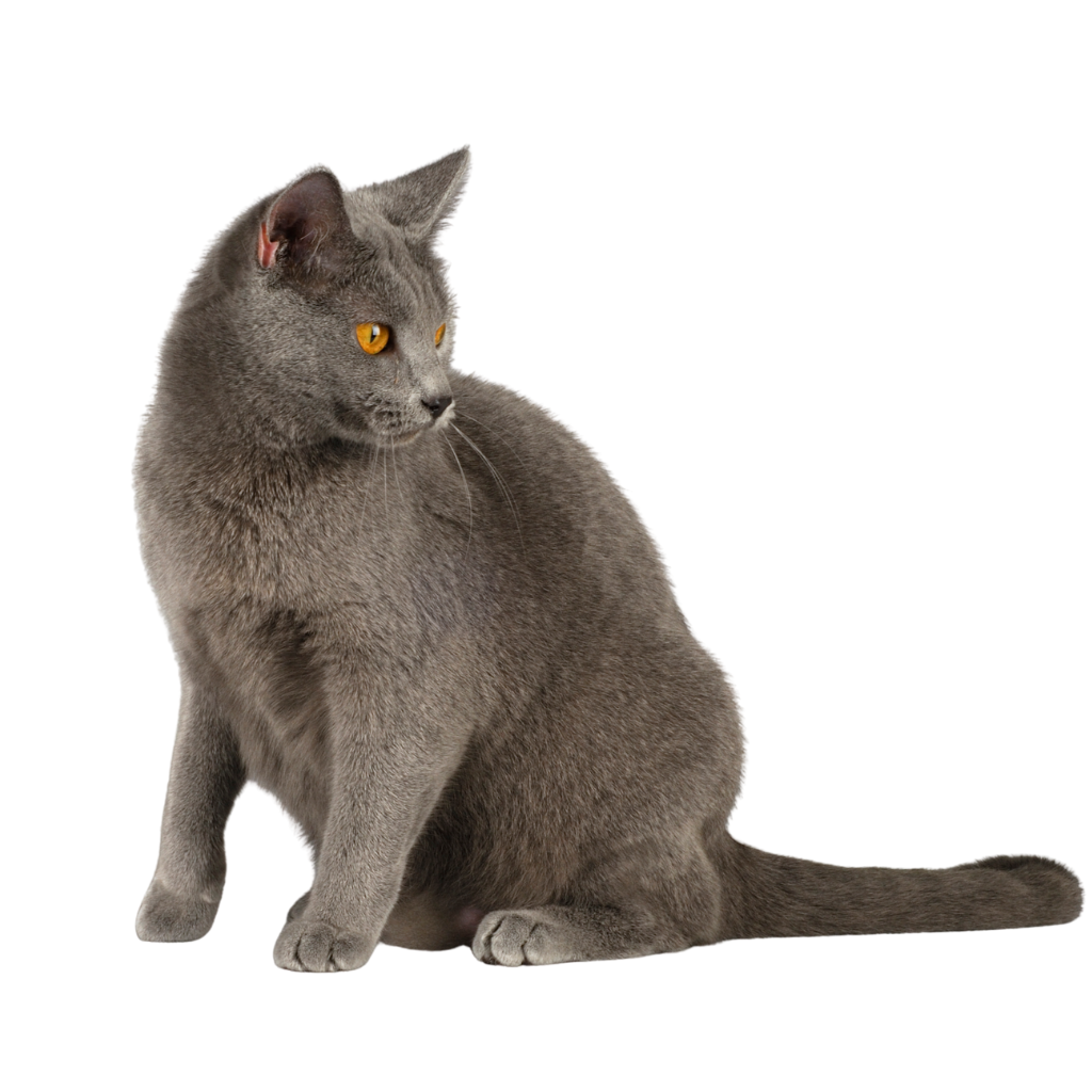 Chartreux