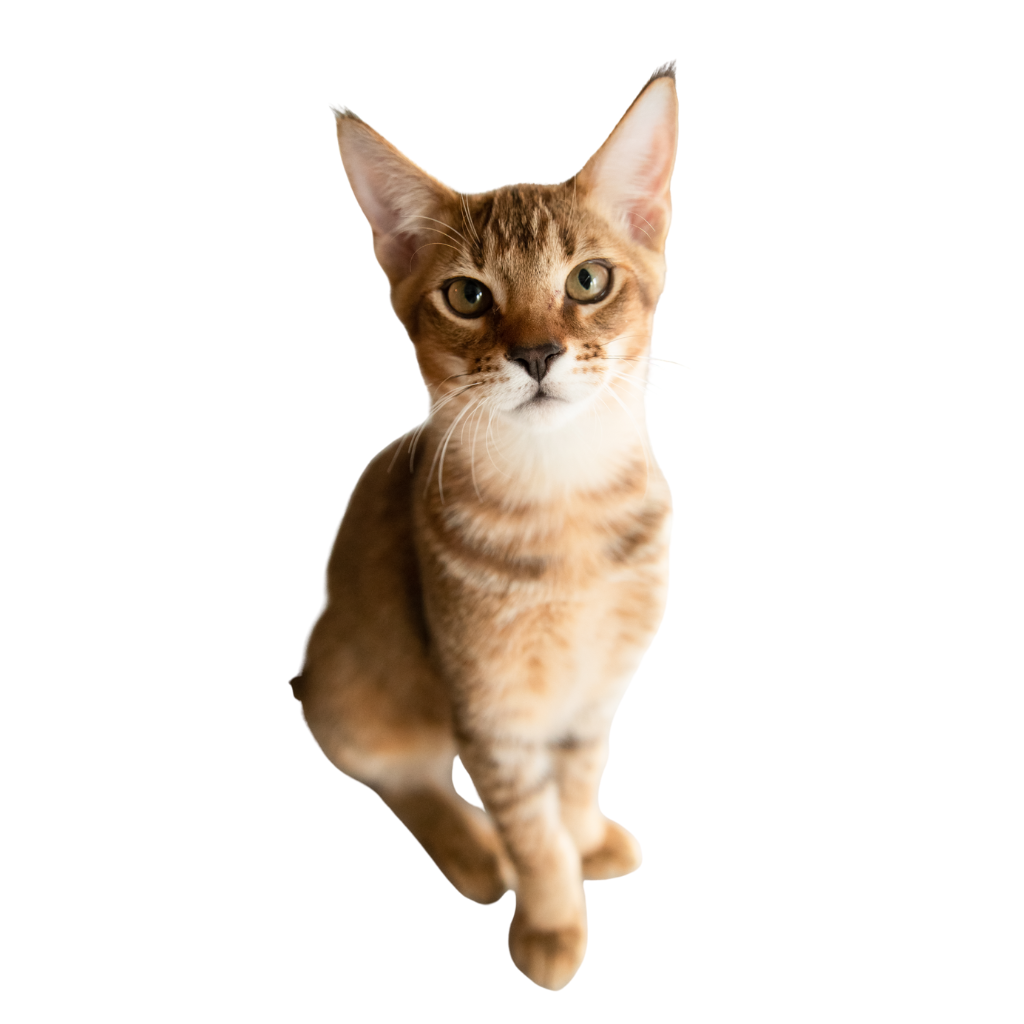 Chausie