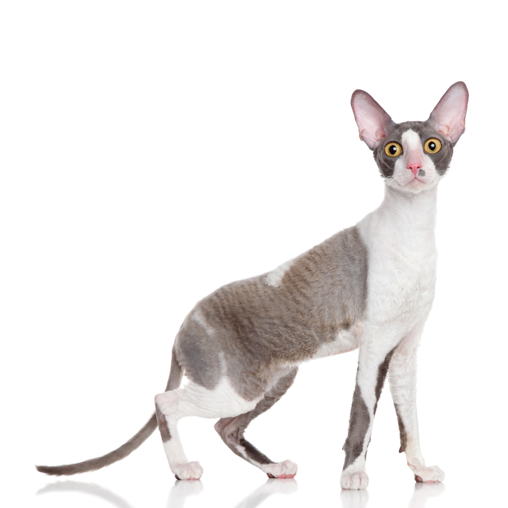 Cornish Rex