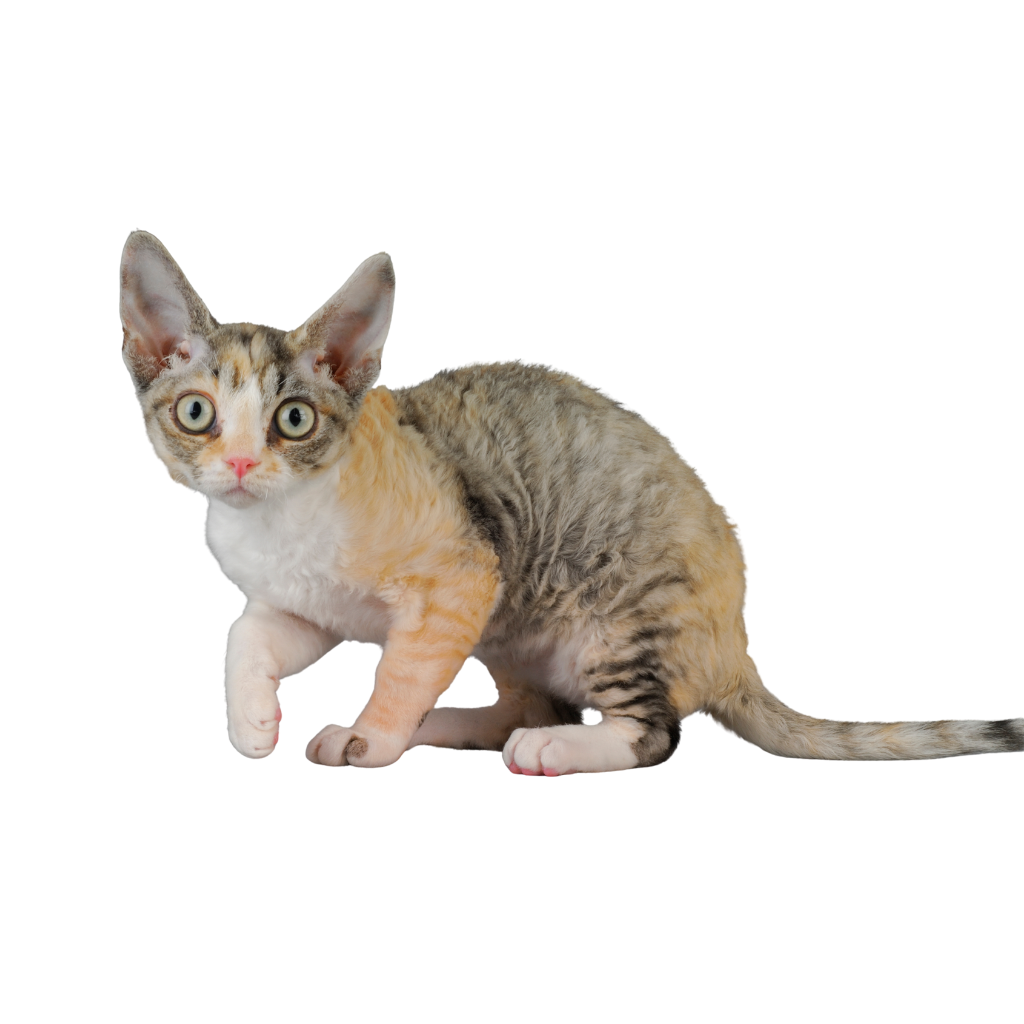Devon rex