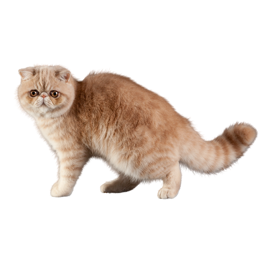 Exotic Shorthair