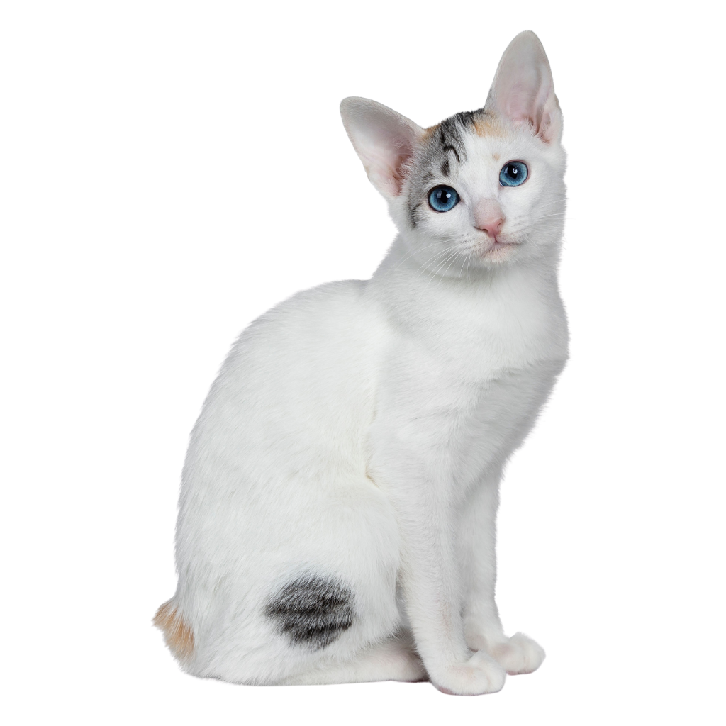 Japanese bobtail