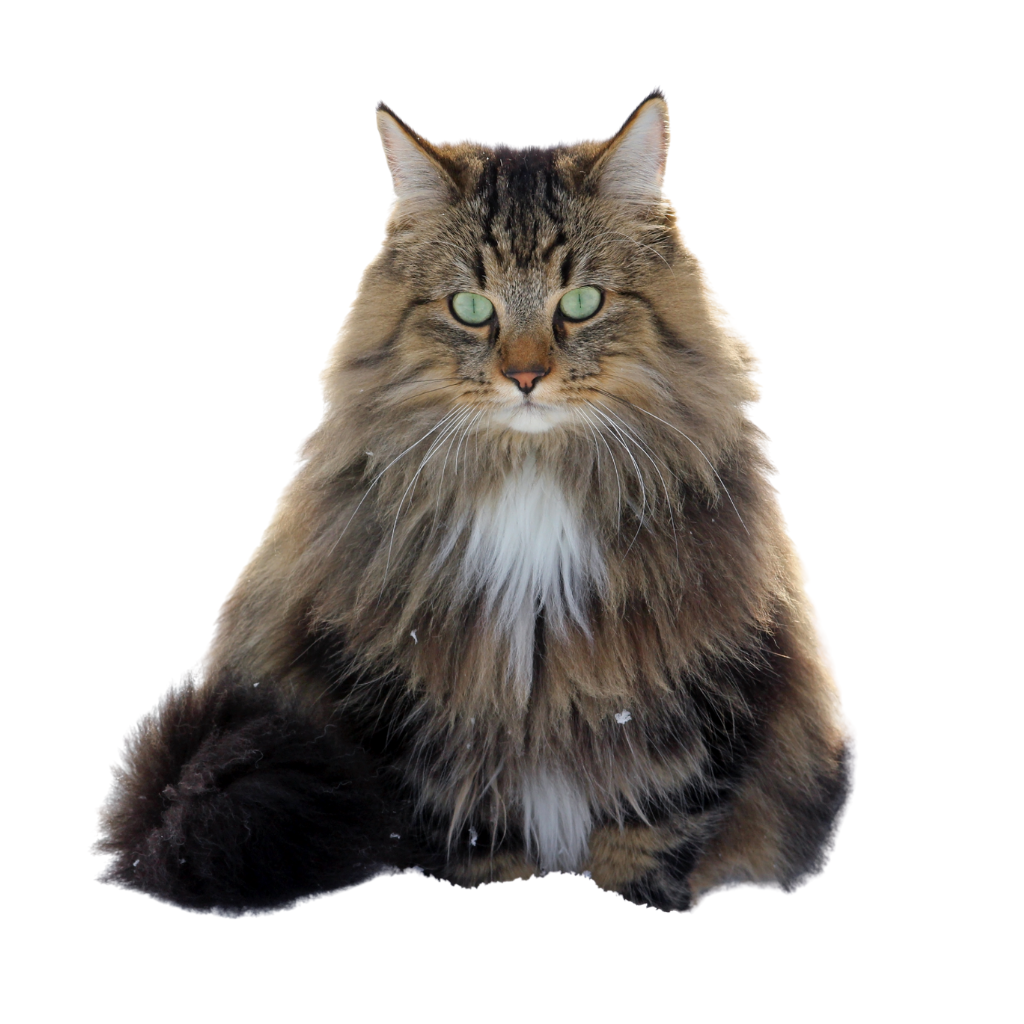 Gato de los bosques de Noruega