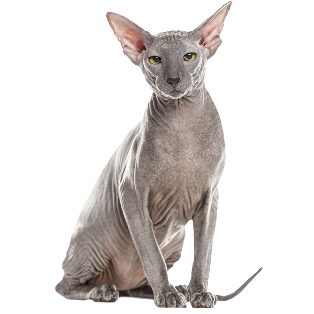 Peterbald