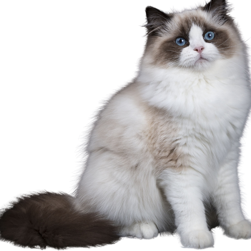 Ragdoll