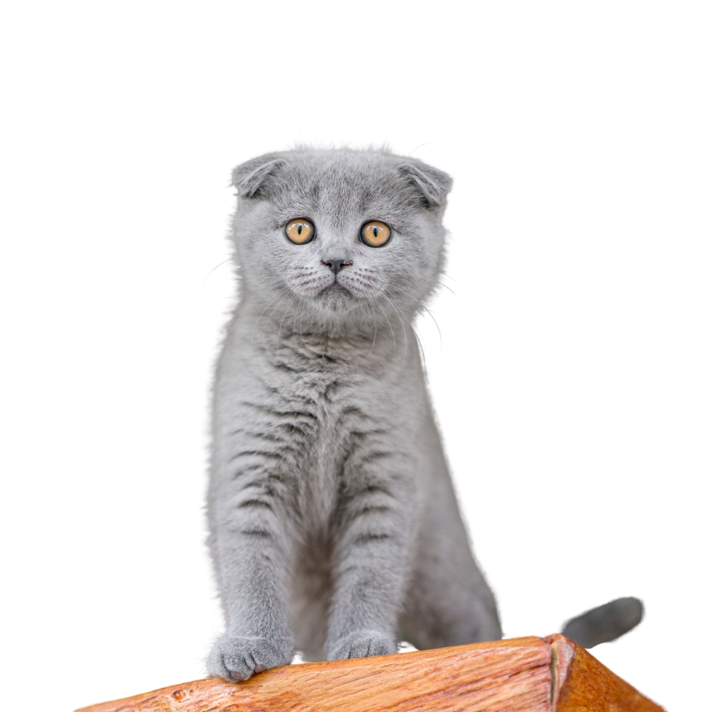 Savannah Scottish fold 