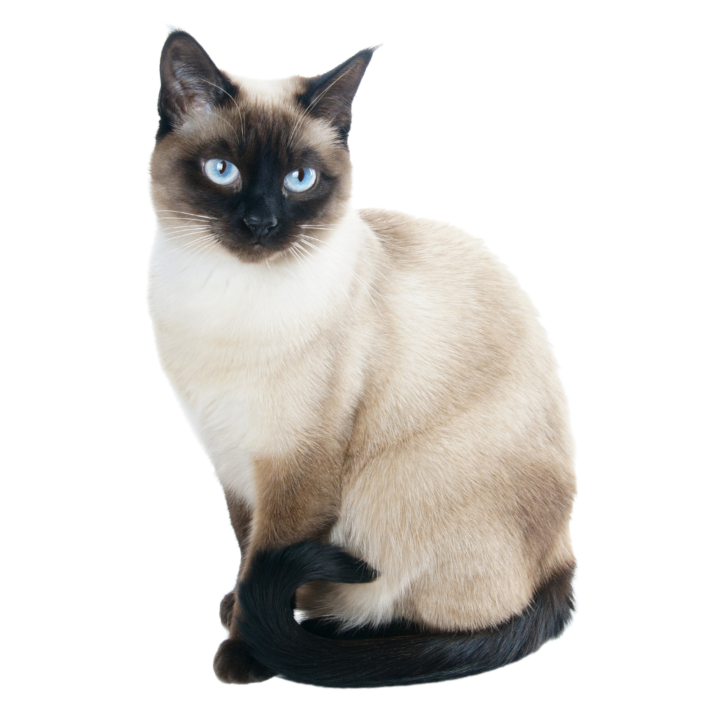 Siamese