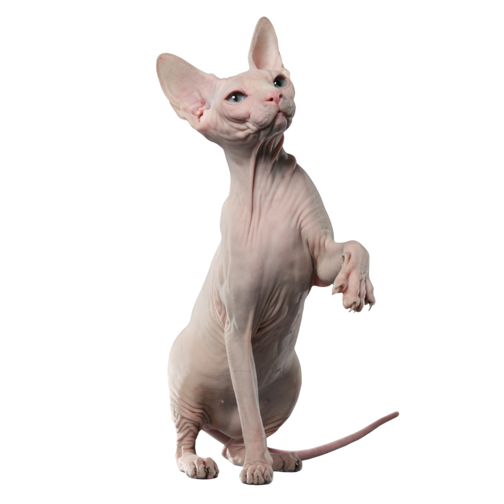 Sphynx