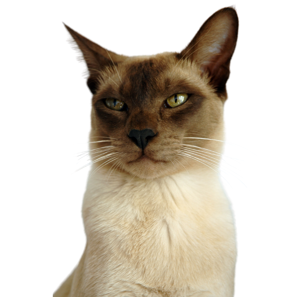 Tonkinese