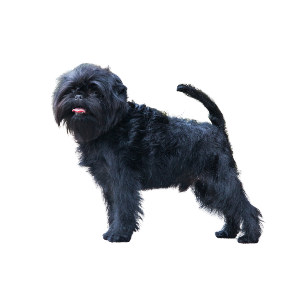 Affenpinscher (griffon singe) 