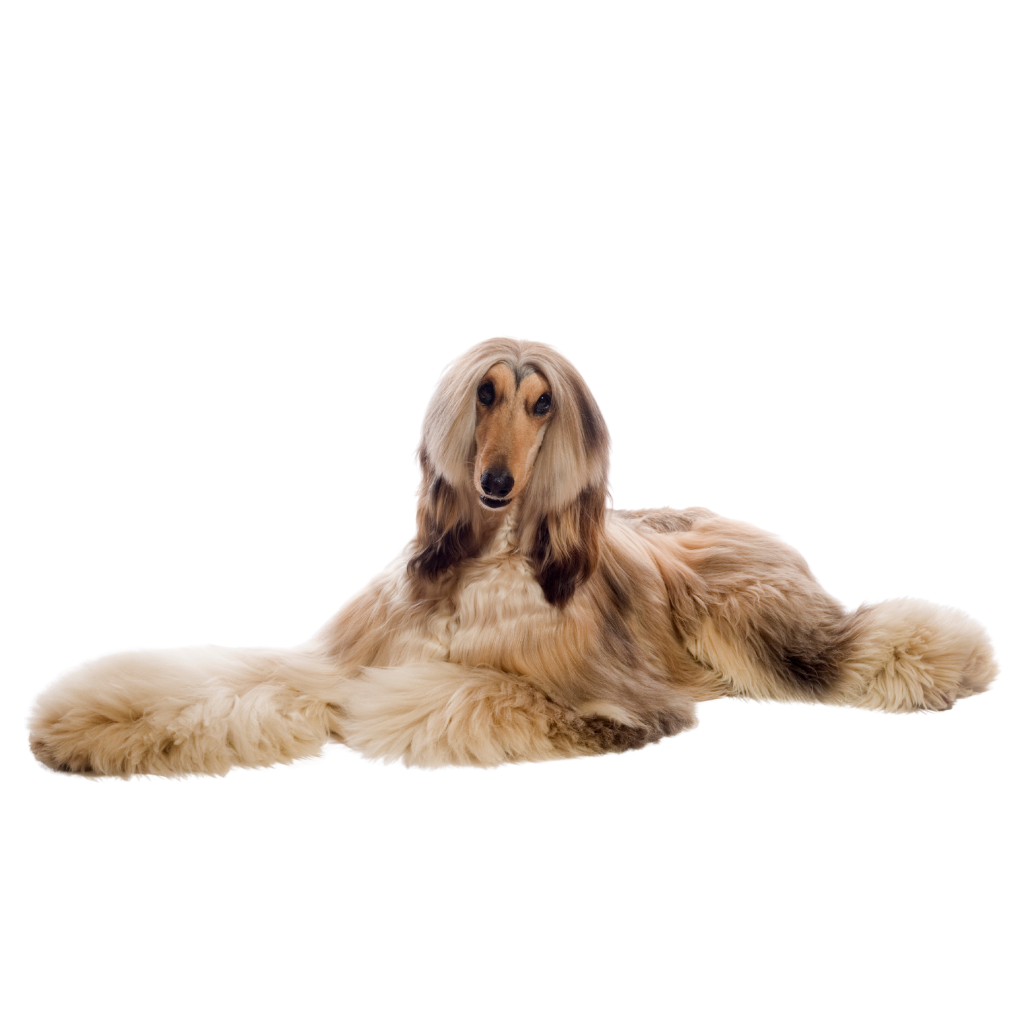 Afghan Hound ( Lévrier Afghan, Tazi, Lévrier de Balkh, Lévrier de Kaboul, Barutzy, Baluchi)