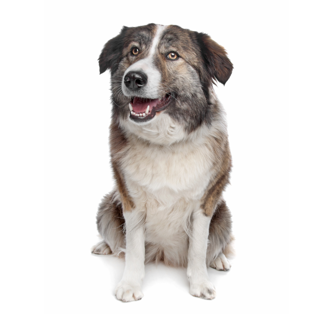 Aïdi (Perro de Montaña del Atlas)