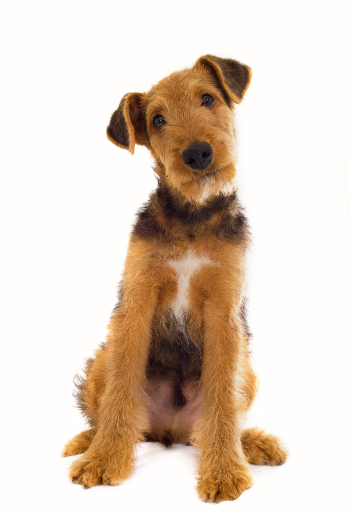 Airedale Terrier (ou Bingley-Terrier, Warfedale Terrier, Waterside-Terrier, Working-Terrier) 