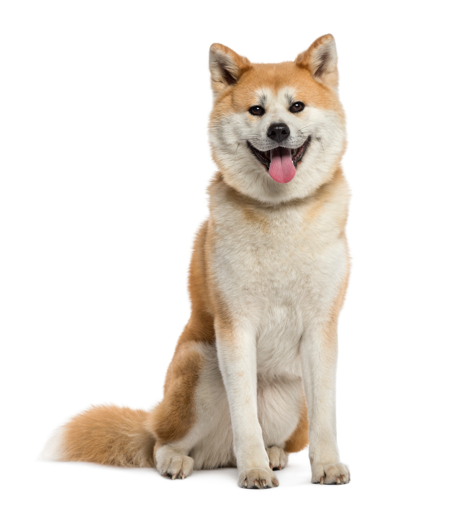 Akita Inu (ou Grand Chien Japonais)