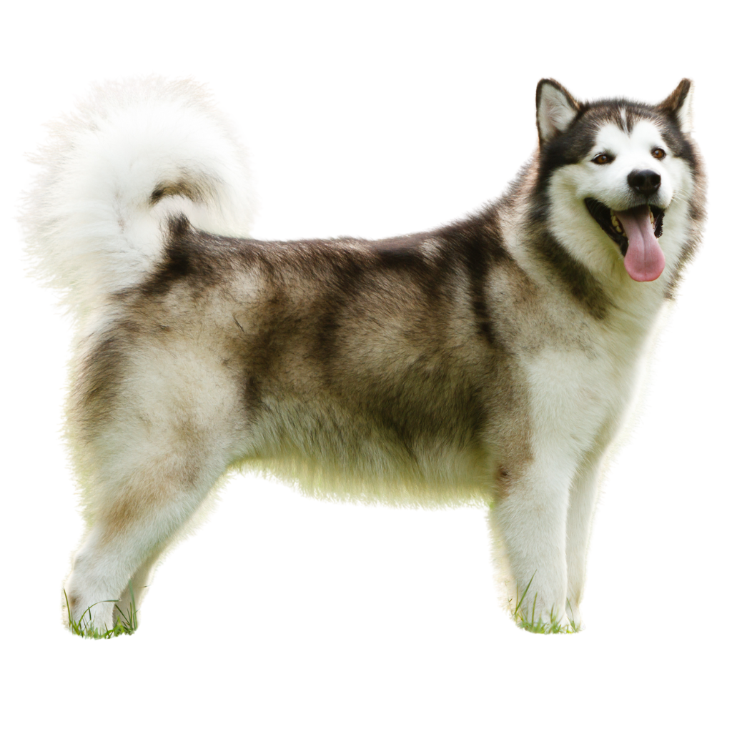 Alaskan Malamute (Malamute de Alaska)