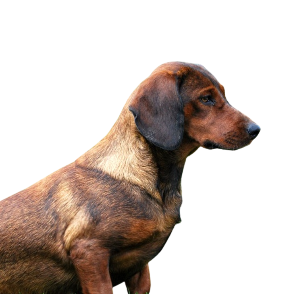 Alpenländische Dachsbracke (ou Basset des Alpes)