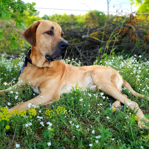 Broholmer (Dogue du Danemark)