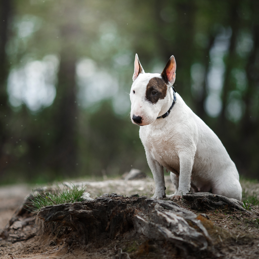Bull Terrier (ou English Bull Terrier, Bull Terrier Standard) 