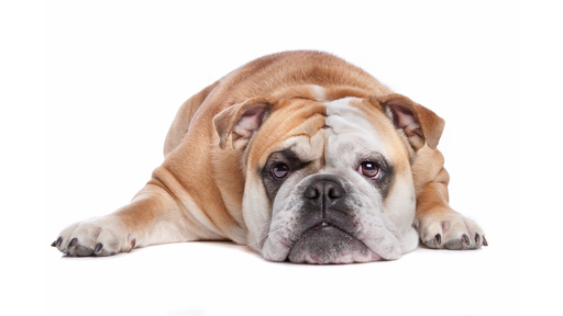 Bulldog (ou Bouledogue anglais)