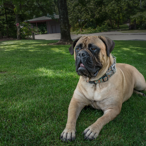 Bullmastiff