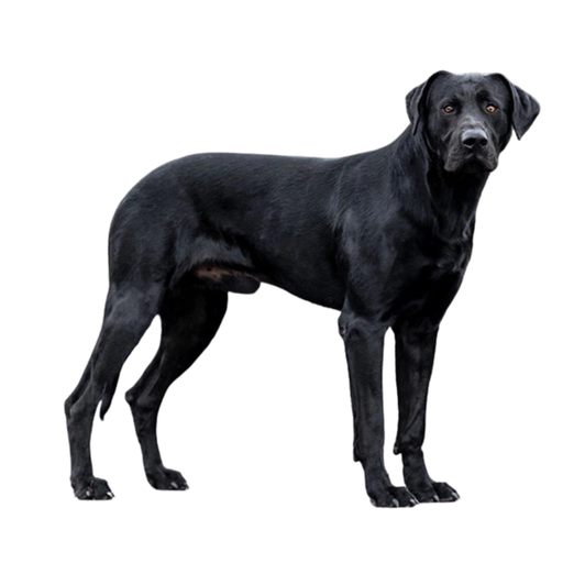 Ca de Bestiar (ou Perro de pastor Mallorquin, Majorca Shepherd Dog, Chien de Berger de Majorque)