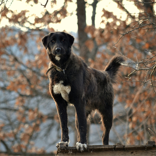Ca de Bestiar (ou Perro de pastor Mallorquin, Majorca Shepherd Dog, Chien de Berger de Majorque)