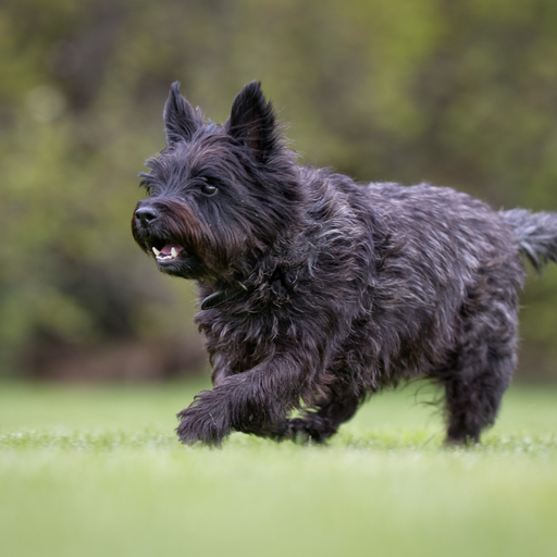 Cairn Terrier