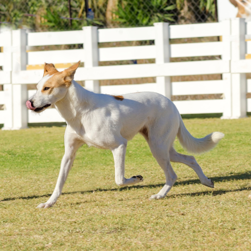 Canaan Dog (ou Chien de Canaan)