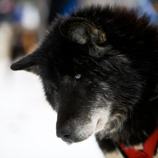 Canadian Eskimo Dog (ou Inuit Dog, Esquimau Canadien) 