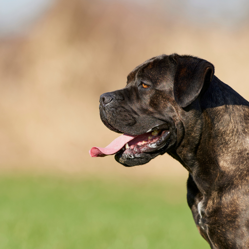 Cane Corso Italiano (ou Branchiero Siciliano, Chien de cour Italien, Italian Corso Dog) 