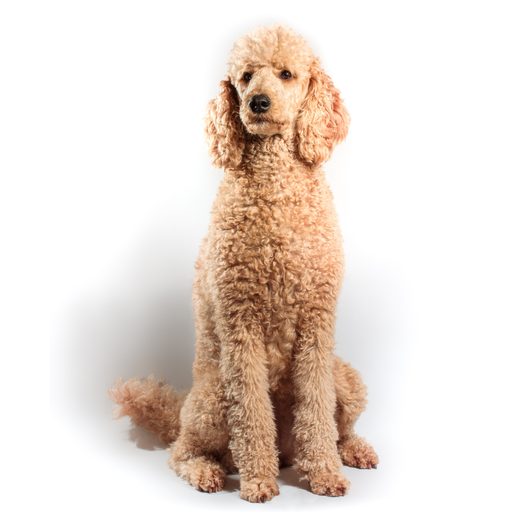 Caniche