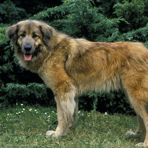 Cão Da Serra Da Estrela (ou Chien de Montagne Portugais)