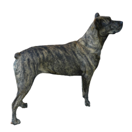 Cão De Castro Laboreiro (ou Bouvier portugais, Castro Laboreiro Dog)