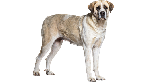 Cão De Gado Transmontano