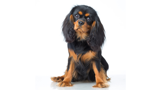 Cavalier King Charles Spaniel 
