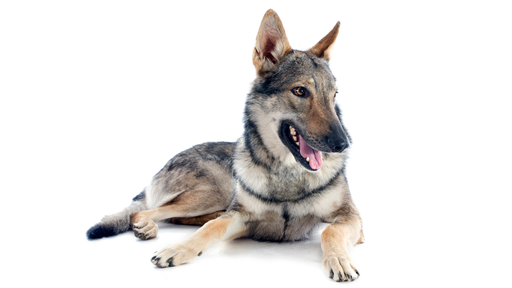 Ceskoslovensky Vlciak (ou Chien Loup Tchèque, Chien Loup Tchécoslovaque, Chien Loup Slovaque)