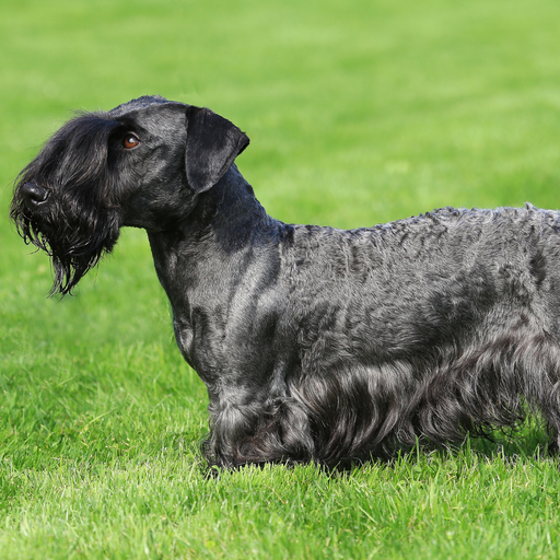 Cesky Terier (ou Terrier Tchèque, Terrier de Bohème)