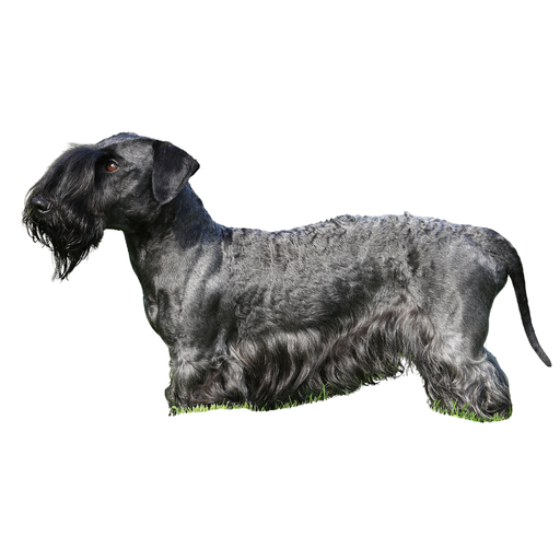 Cesky Terrier (o Terrier Checo, Terrier de Bohemia)