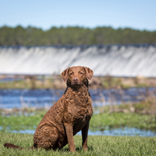 Chesapeake Bay Retriever (ou Retriever de la Baie de Chesapeake, Chessie)